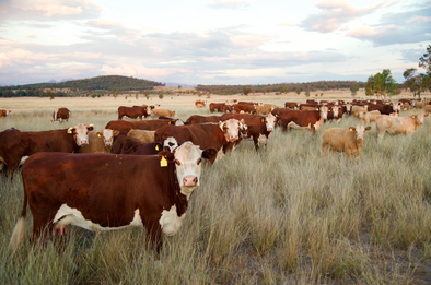The Benefits Of Grass-Fed Beef