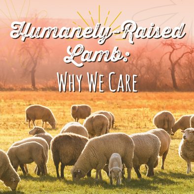 Humanely-Raised Lamb: Why We Care