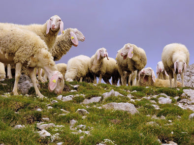 Delightful Lamb: Ingredient Spotlight